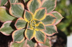 Aeonium 'Sun Burst'