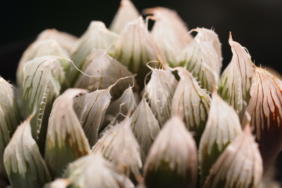 Haworthia cooperi