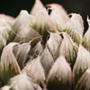 Haworthia cooperi