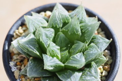 Haworthia atrofusca × stayneri