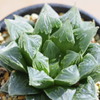 Haworthia atrofusca × stayneri