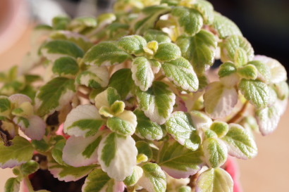 Plectranthus madagascariensis