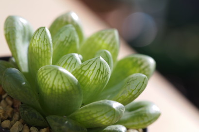Haworthia transiens 