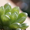 Haworthia transiens 