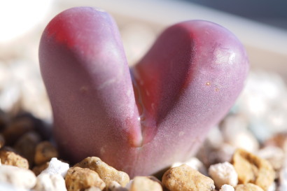 Lithops optica Rubra