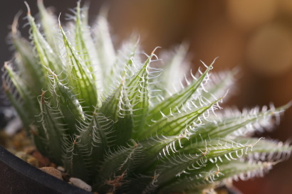 Haworthia regina Graaf-Reinet