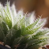 Haworthia regina Graaf-Reinet