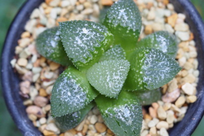 Haworthia correcta × 'Blue Lake'