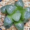 Haworthia correcta × 'Blue Lake'