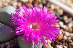 Gibbaeum petranse