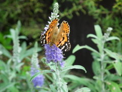 DSCF20961
