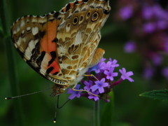 DSCF2088