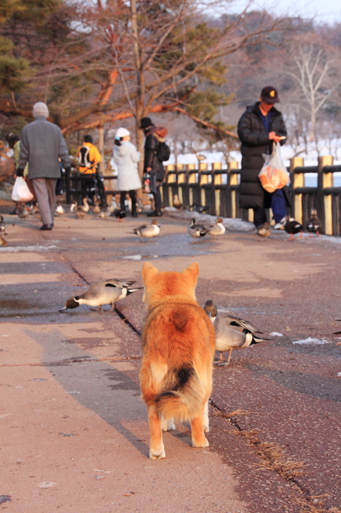 イヌ