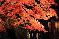 紅葉を撮る