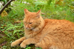 三溪園のノラ猫