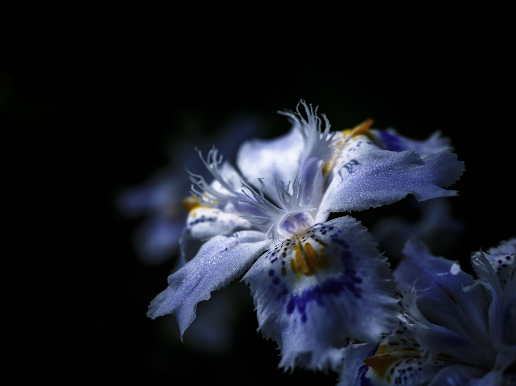 木陰に咲く花