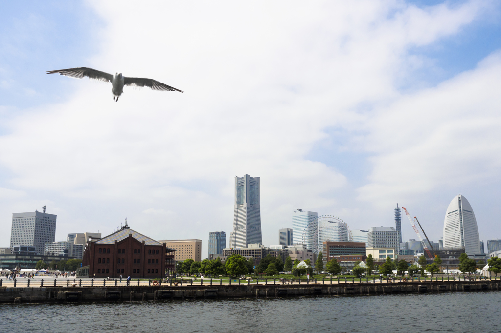 カモメと横浜