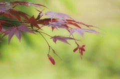もみじの種