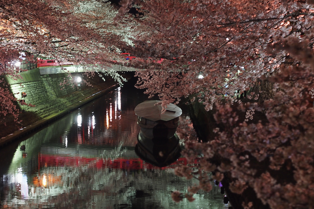 夜桜　大垣住吉灯台