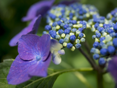 紫陽花