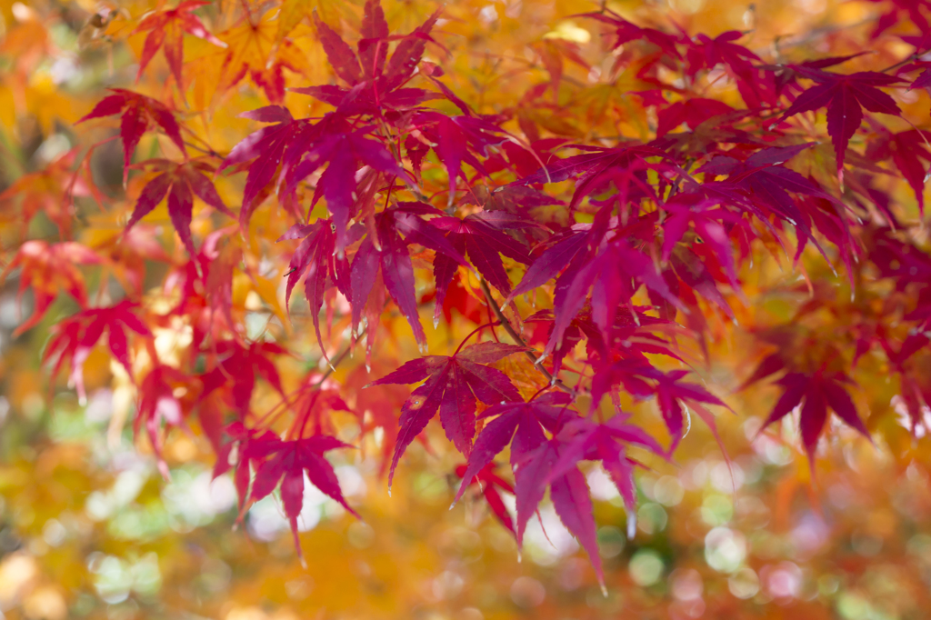 紅葉（養老公園）