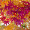 紅葉（養老公園）
