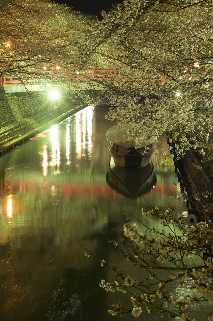 五分の夜桜