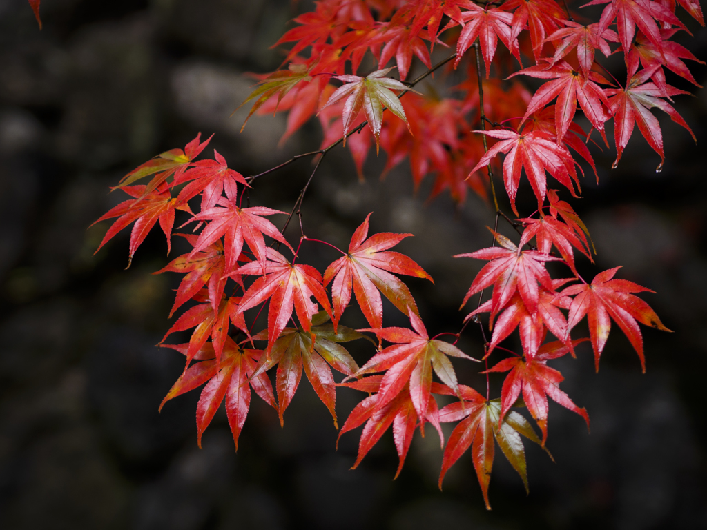 濡れて輝く紅葉