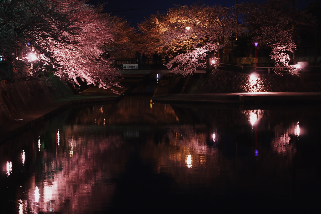 大垣の夜桜
