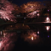 大垣の夜桜