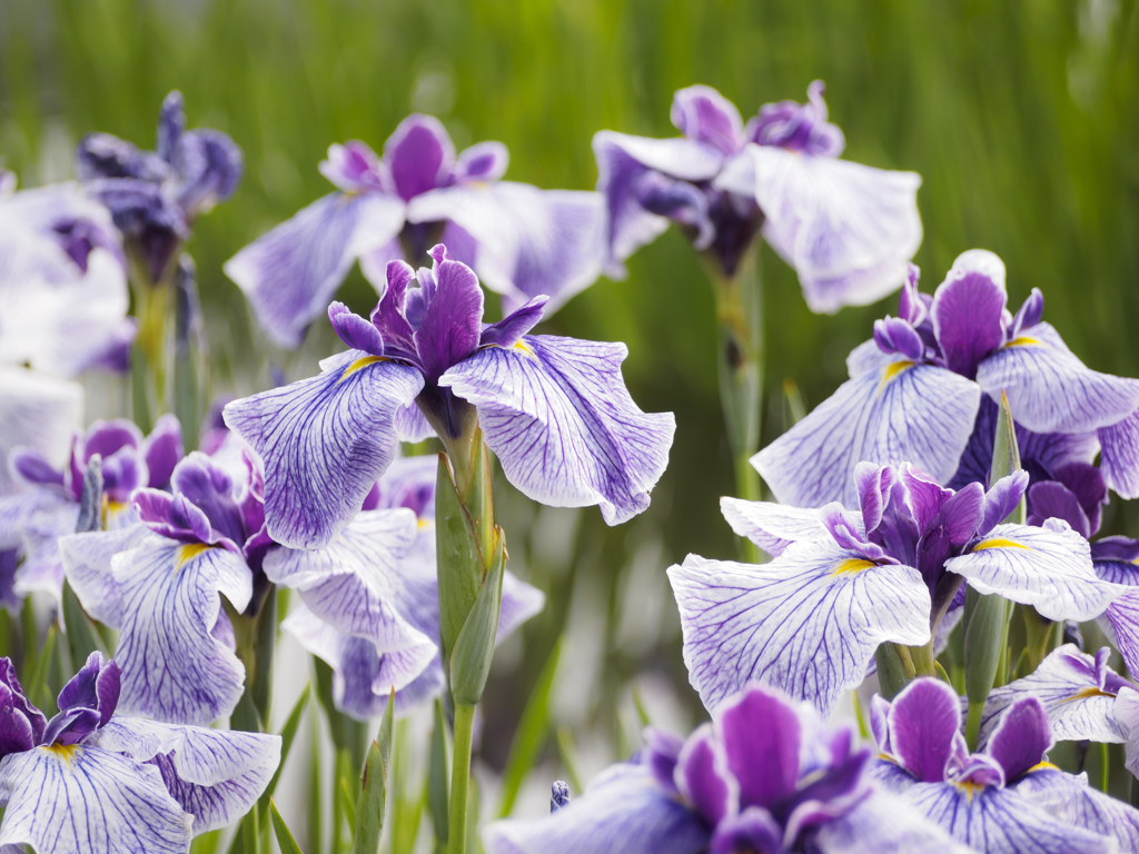 花菖蒲