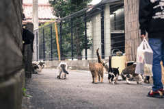 cat street