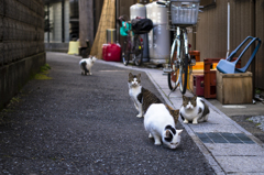cat  street