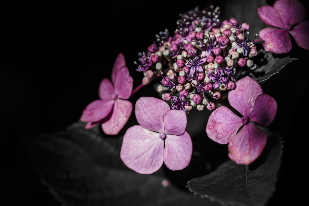 ユニークな花