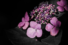 ユニークな花