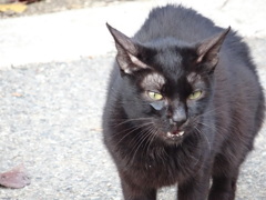 黒猫ニャーゴ