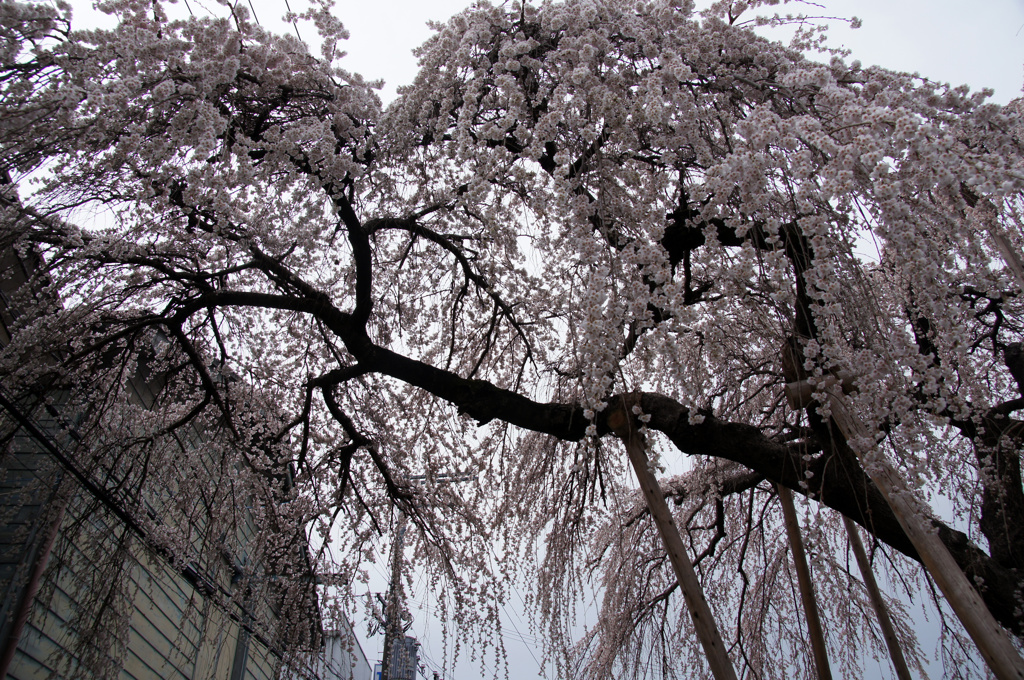 枝垂れてる桜の樹の下から