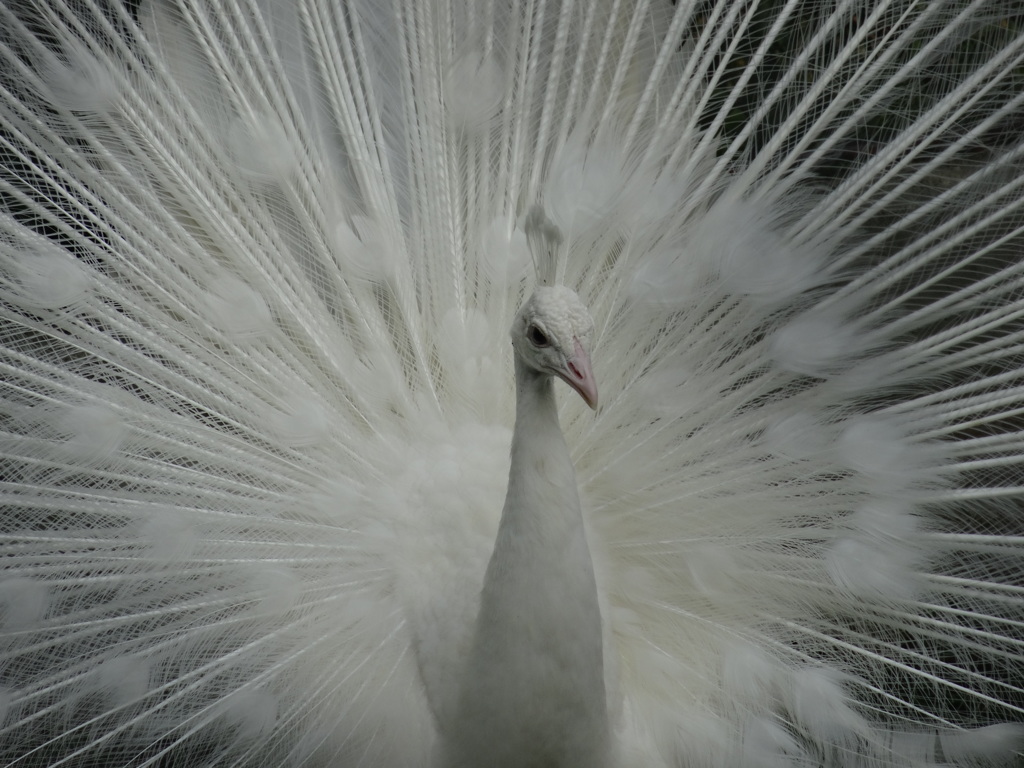 白い孔雀