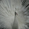 白い孔雀