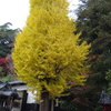 四所神社の銀杏　その１