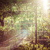 FORBIDDEN GARDEN