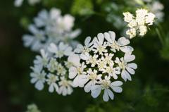 日陰の紫陽花