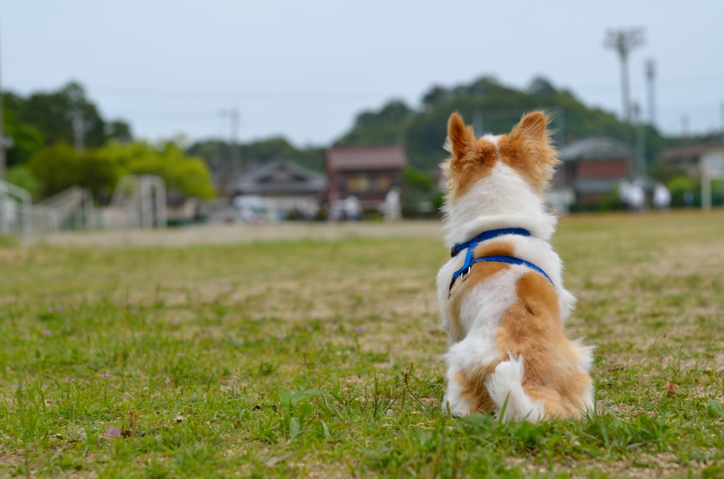 ゲートボールを観る男