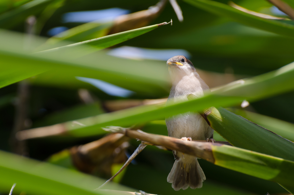 すずめの隠れ家