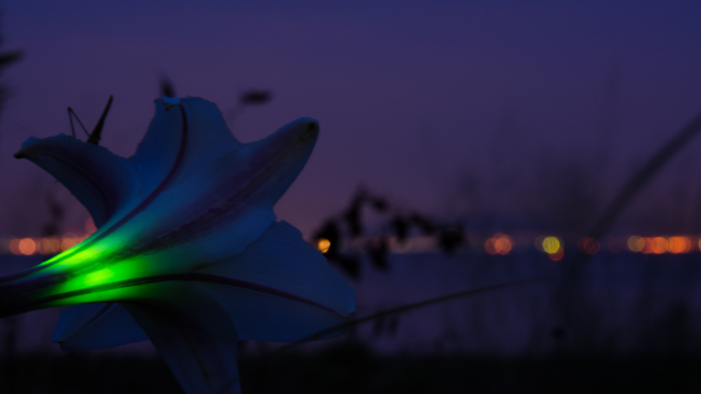 When You Wish upon a Star