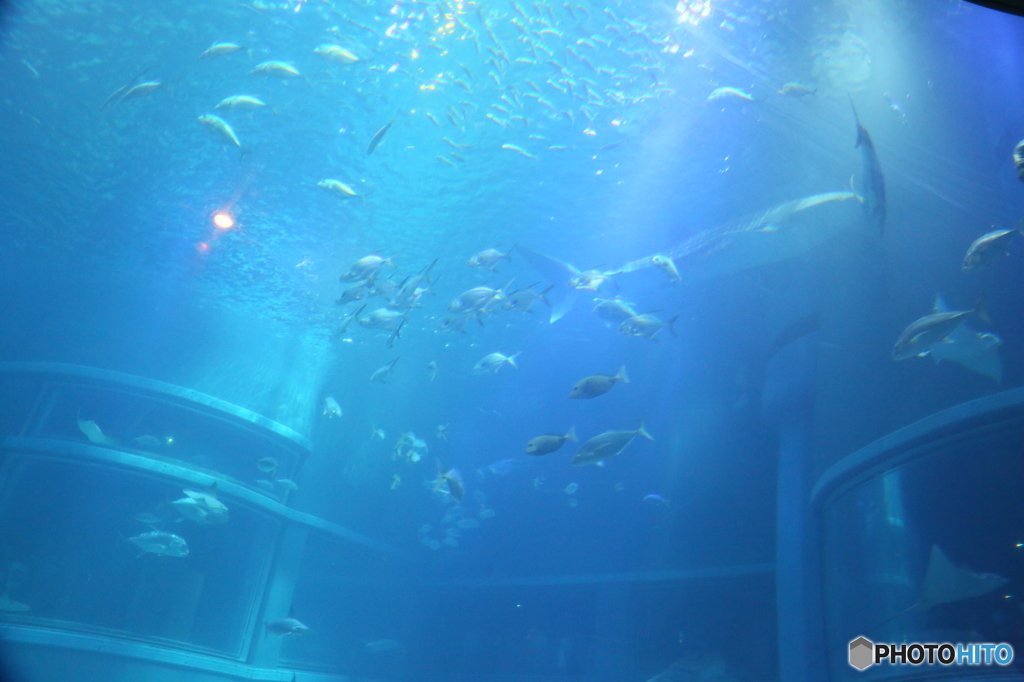 海遊館　大水槽