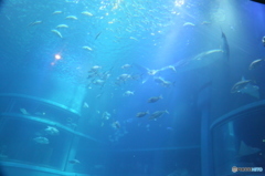 海遊館　大水槽