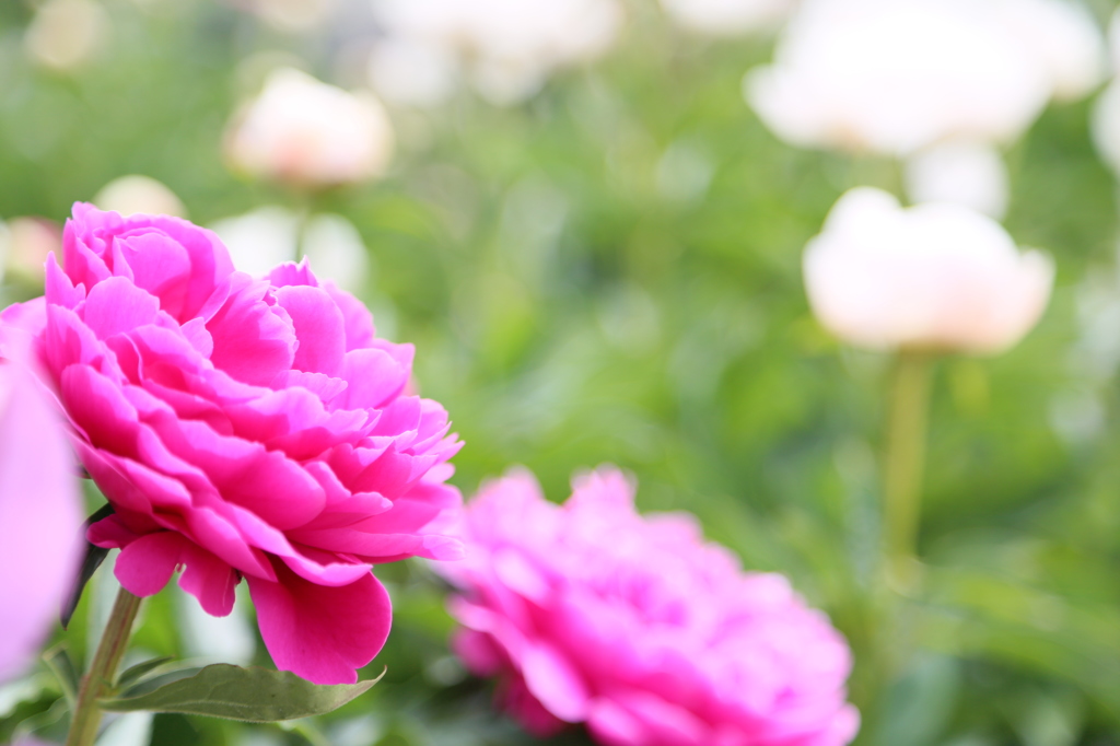 日野ダリア園にて