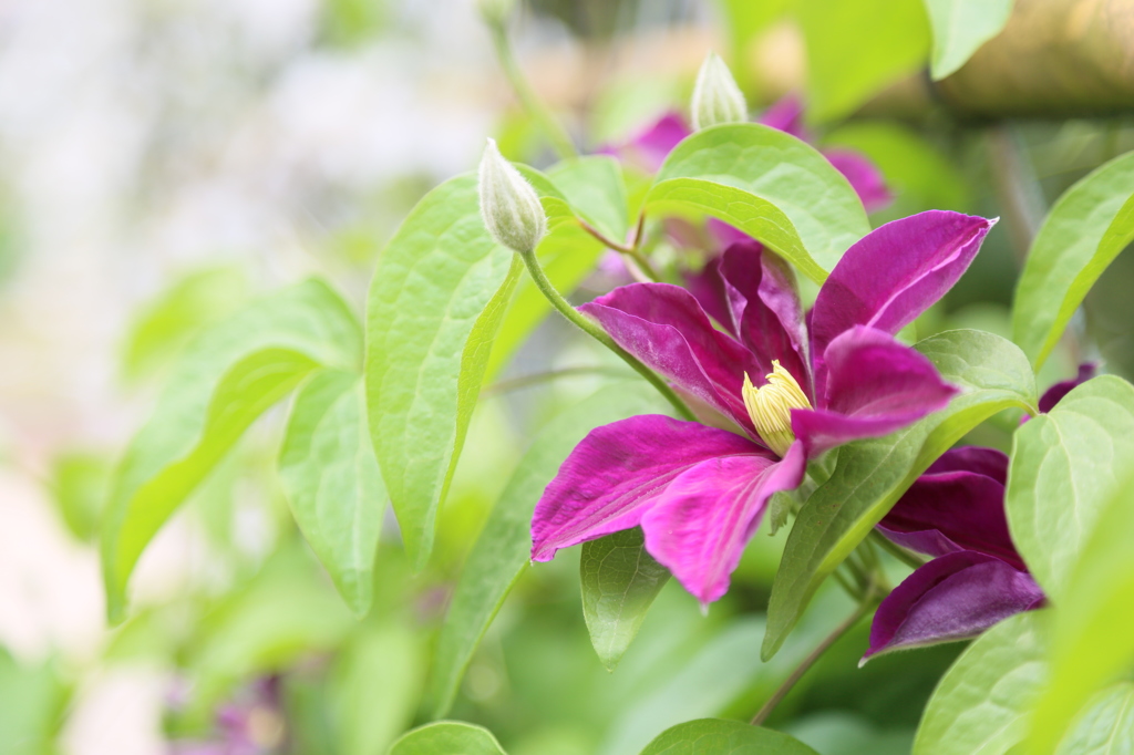 日野ダリア園にて