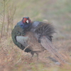 朝霧の中のキジ